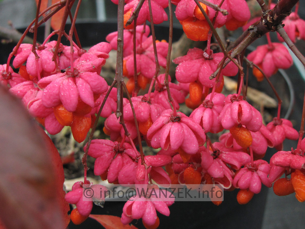 Euonymus intermedia Red Cascade - Beeren.JPG